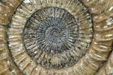 Ammonite (Paracoroniceras) Fossil - Dorset, England #171300-1